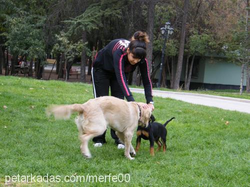 bax Dişi Rottweiler