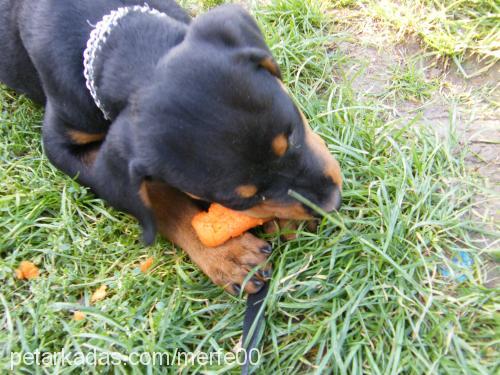 bax Dişi Rottweiler