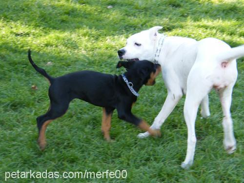 bax Dişi Rottweiler