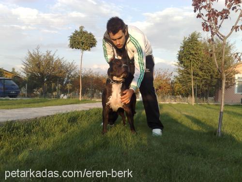 boss Erkek Amerikan Staffordshire Terrier