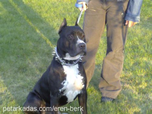 boss Erkek Amerikan Staffordshire Terrier