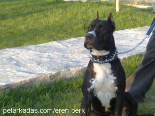 boss Erkek Amerikan Staffordshire Terrier