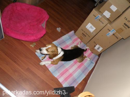 fındık Erkek Beagle