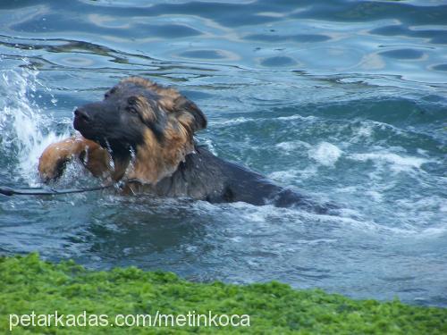 asi Erkek Alman Çoban Köpeği