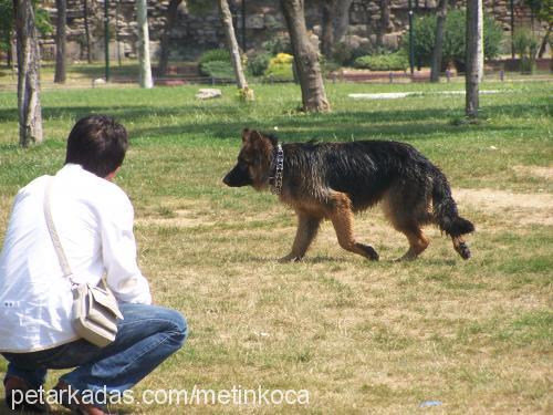 asi Erkek Alman Çoban Köpeği