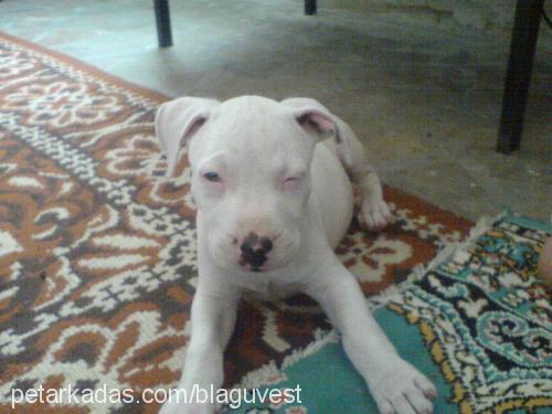 rex Erkek Amerikan Staffordshire Terrier