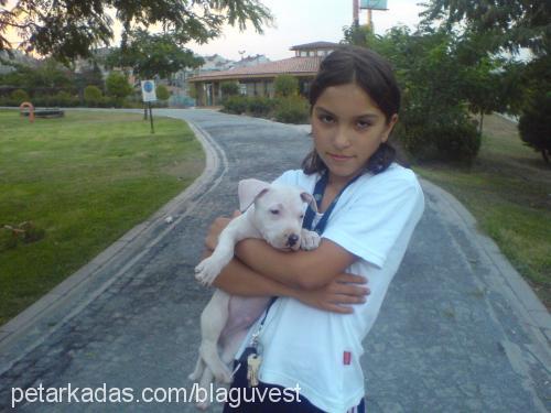 rex Erkek Amerikan Staffordshire Terrier