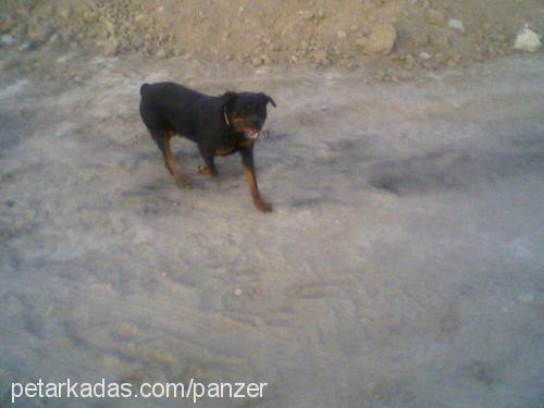 panzer Dişi Rottweiler