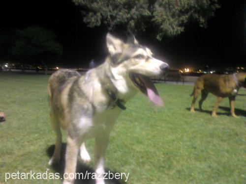 ice Erkek Alaskan Malamute