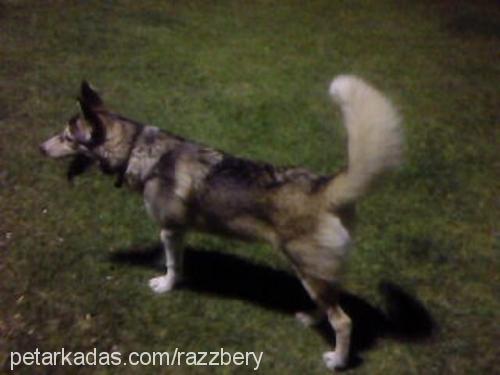 ice Erkek Alaskan Malamute