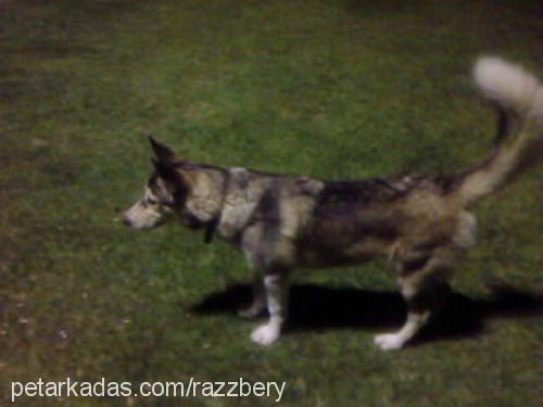 ice Erkek Alaskan Malamute