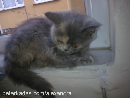 alex Dişi Exotic Shorthair