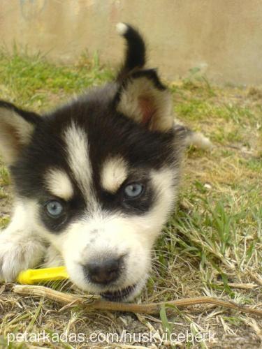 buz Erkek Sibirya Kurdu (Husky)