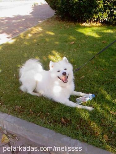 kont Erkek Samoyed