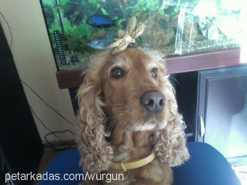 kuki Dişi İngiliz Cocker Spaniel