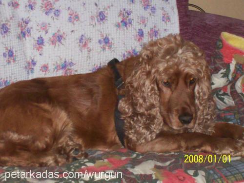 kuki Dişi İngiliz Cocker Spaniel