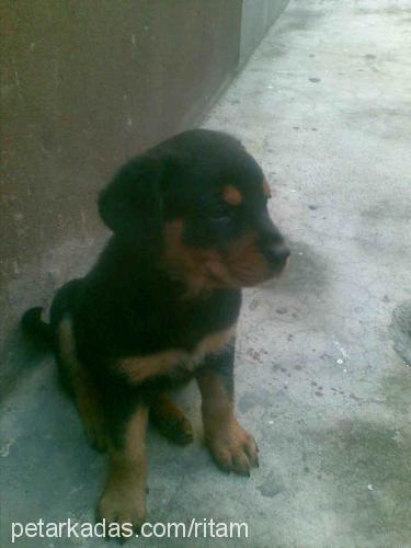 ritam Dişi Rottweiler