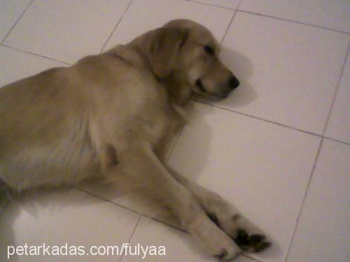 kor Erkek Golden Retriever