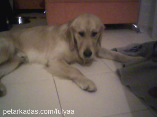 kor Erkek Golden Retriever