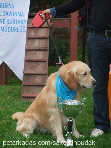 badem Erkek Golden Retriever