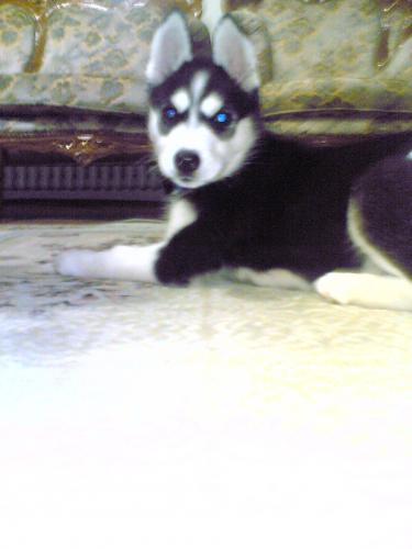 asi Dişi Sibirya Kurdu (Husky)