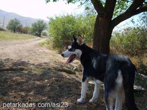 asi Dişi Sibirya Kurdu (Husky)