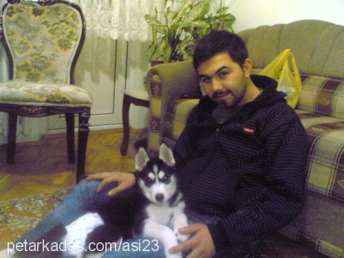 asi Dişi Sibirya Kurdu (Husky)