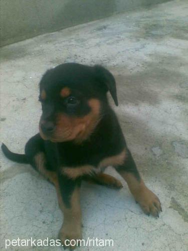 ritam Dişi Rottweiler