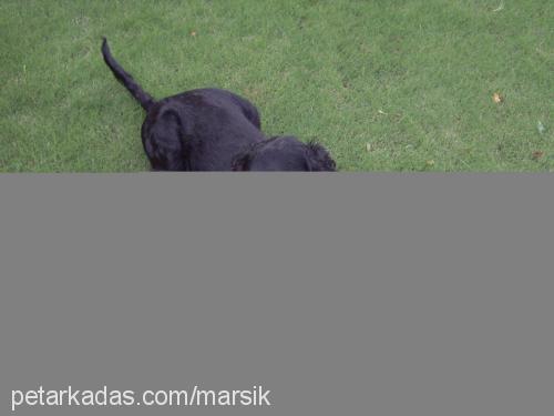 marsık Erkek İngiliz Cocker Spaniel