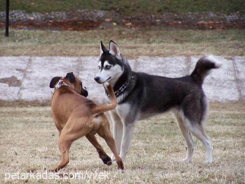 kontes Dişi Sibirya Kurdu (Husky)