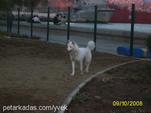 kontes Dişi Sibirya Kurdu (Husky)