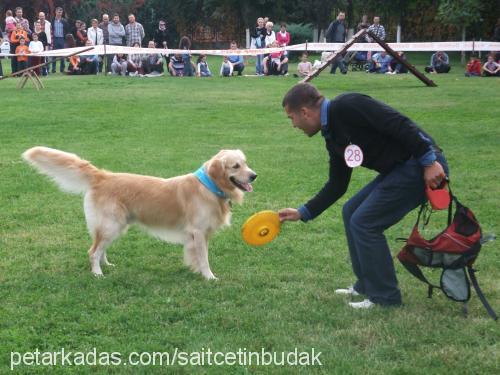 badem Erkek Golden Retriever