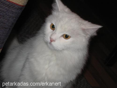 beyaz Dişi Ankara Kedisi (Angora)