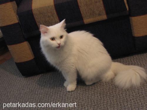 beyaz Dişi Ankara Kedisi (Angora)