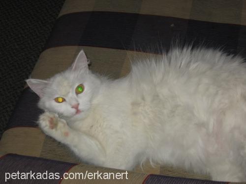 beyaz Dişi Ankara Kedisi (Angora)