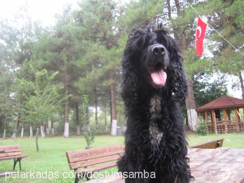 samba Erkek Amerikan Cocker Spaniel