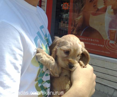 sara Dişi Amerikan Cocker Spaniel