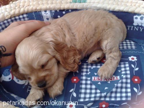 sara Dişi Amerikan Cocker Spaniel