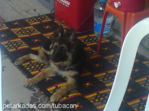 nİna Dişi Alman Çoban Köpeği