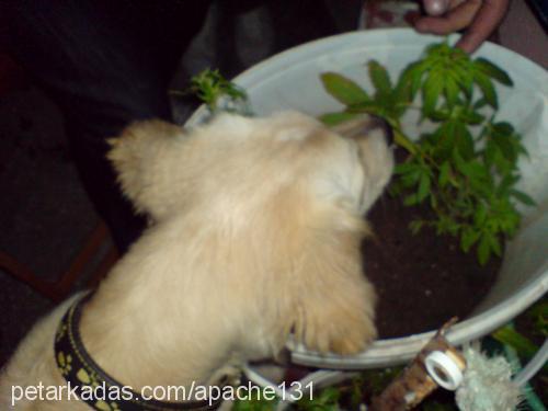 çakıl Dişi Golden Retriever