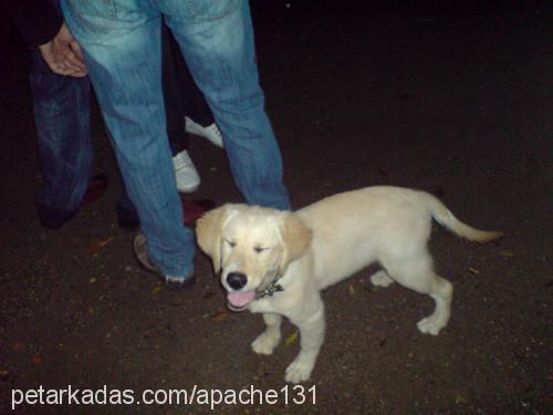 çakıl Dişi Golden Retriever