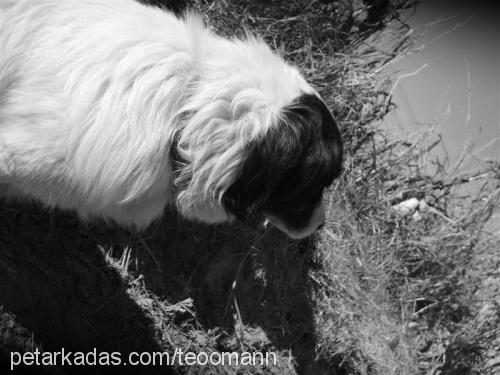 fındık Erkek Border Collie