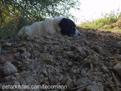 fındık Erkek Border Collie