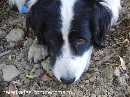 fındık Erkek Border Collie