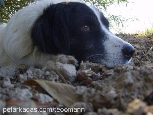 fındık Erkek Border Collie