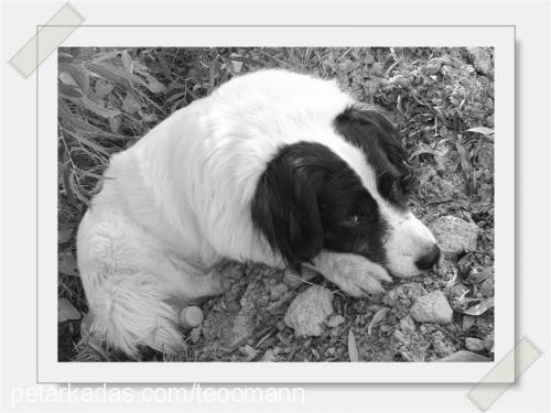 fındık Erkek Border Collie