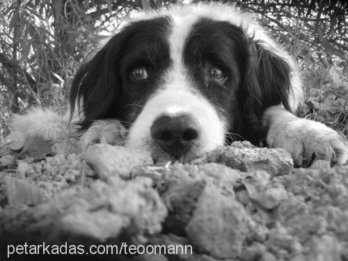 fındık Erkek Border Collie