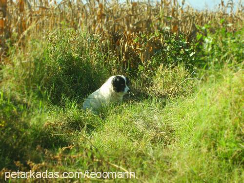 fındık Erkek Border Collie