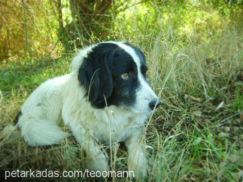 fındık Erkek Border Collie