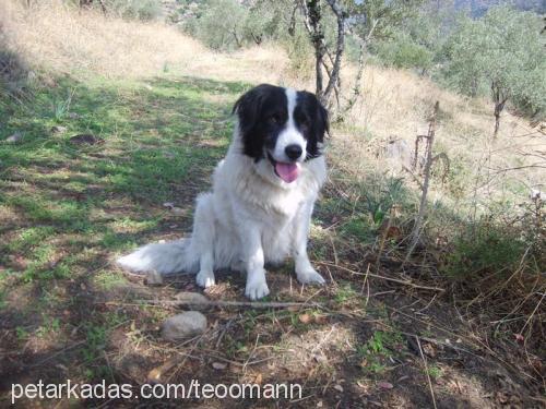 fındık Erkek Border Collie